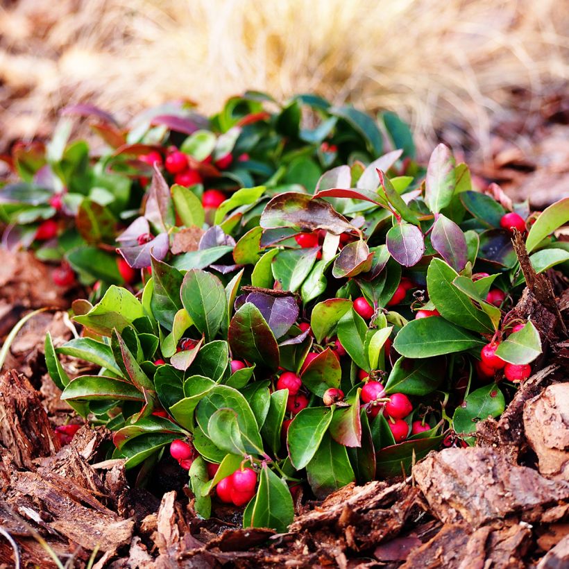 Gaultheria procumbens - Scheinbeere (Wuchs)