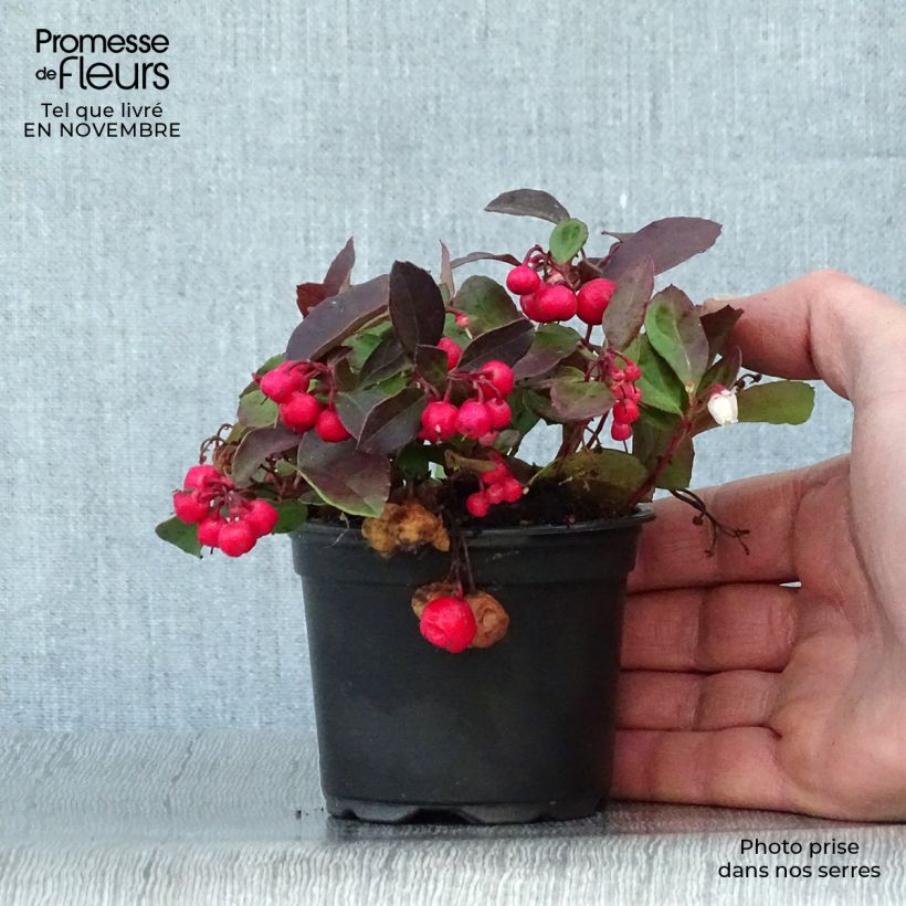 Exemplar von Gaultheria procumbens - Scheinbeere Kleine Töpfe von 8/9 cm wie im Herbst geliefert