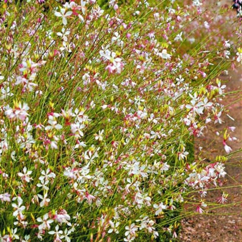 Prachtkerze Snowstorm - Gaura lindheimeri (Plant habit)