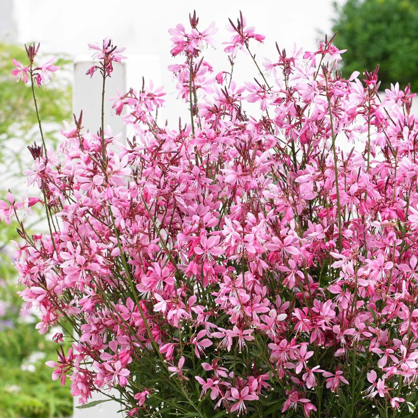 Prachtkerze Baby Butterfly Dark Pink - Gaura lindheimeri (Flowering)