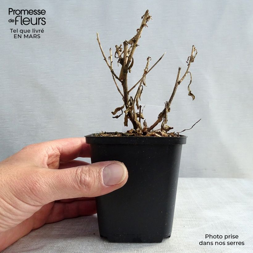 Exemplar von Prachtkerze Corrie s Gold - Gaura lindheimeri Kleine Töpfe von 8/9 cm wie im Frühjahr geliefert