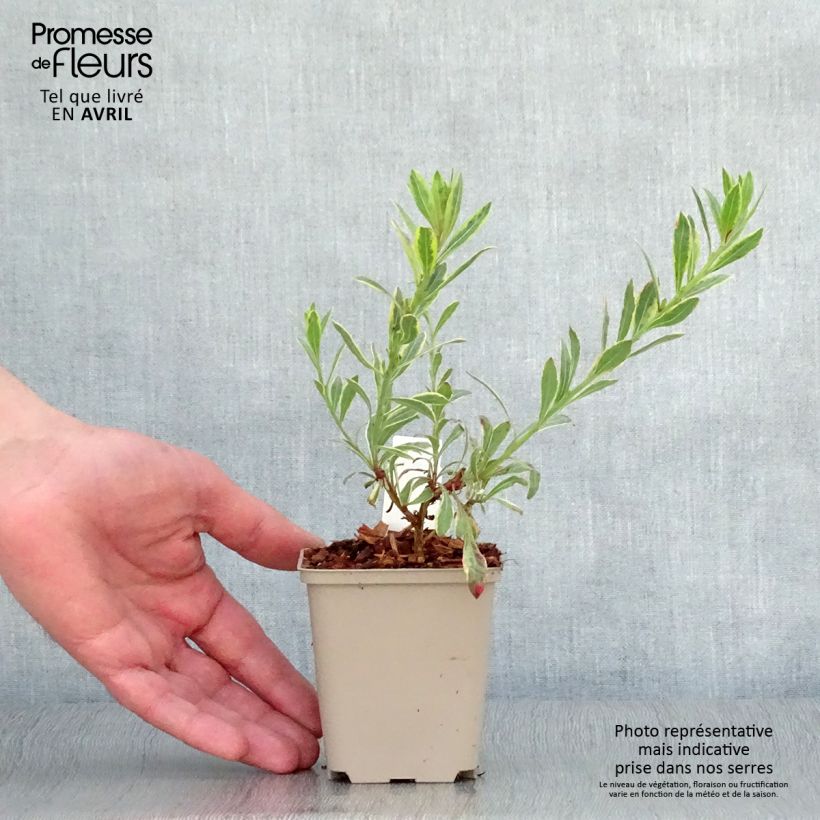 Exemplar von Prachtkerze Freefolk Rosy - Gaura lindheimeri Kleine Töpfe von 8/9 cm wie im Frühjahr geliefert