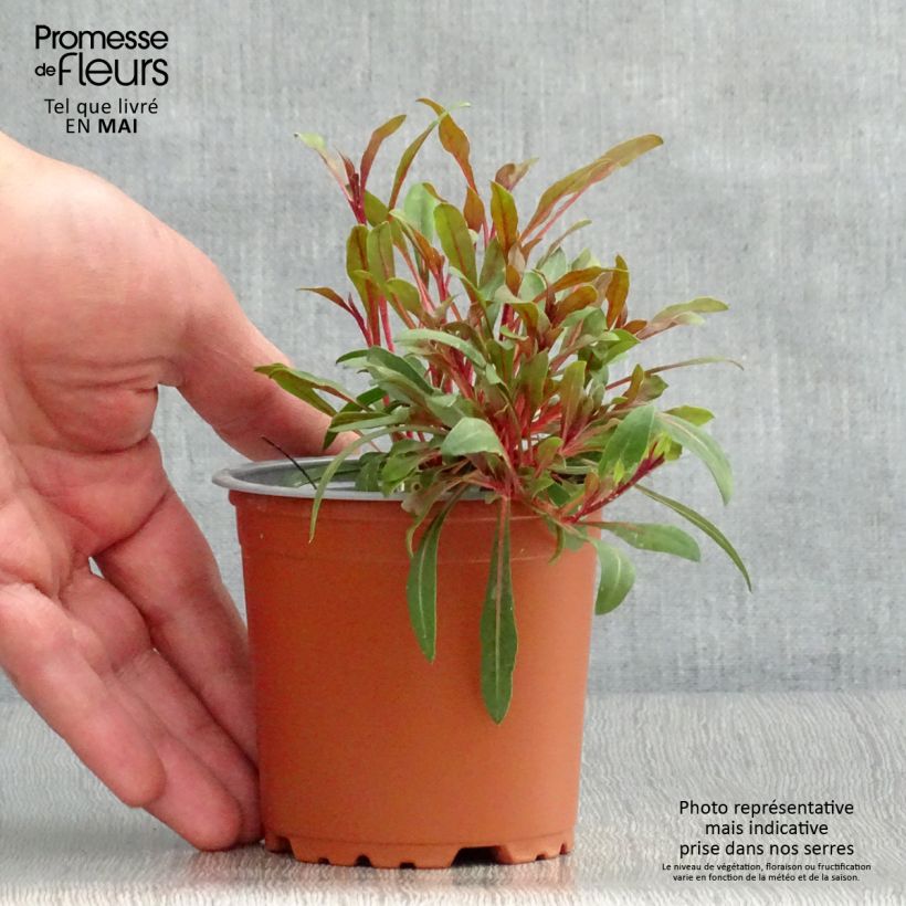 Exemplar von Prachtkerze Lollipop Pink - Gaura lindheimeri Kleine Töpfe von 8/9 cm wie im Frühjahr geliefert