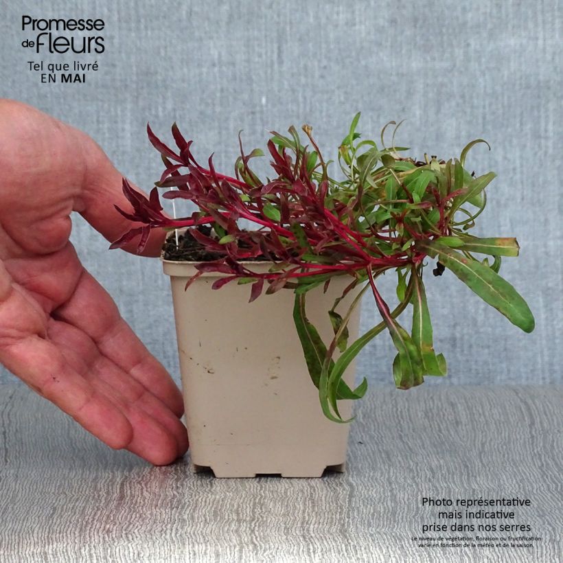 Exemplar von Prachtkerze Passionate Blush - Gaura lindheimeri Kleine Töpfe von 8/9 cm wie im Frühjahr geliefert