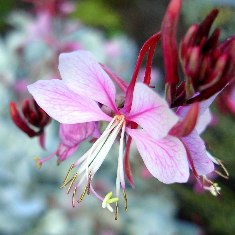 Prachtkerze Passionate Rainbow - Gaura lindheimeri (Blüte)