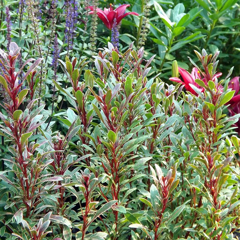 Prachtkerze Passionate Rainbow - Gaura lindheimeri (Wuchs)