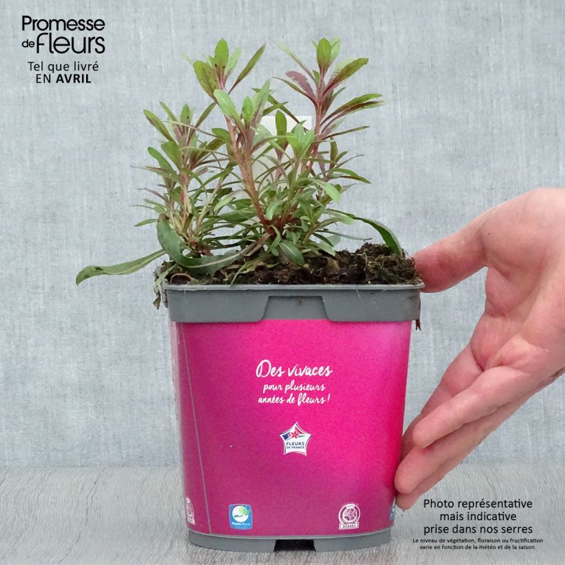 Exemplar von Prachtkerze Rosy Jane - Gaura lindheimeri Topf mit 2L/3L wie im Frühjahr geliefert