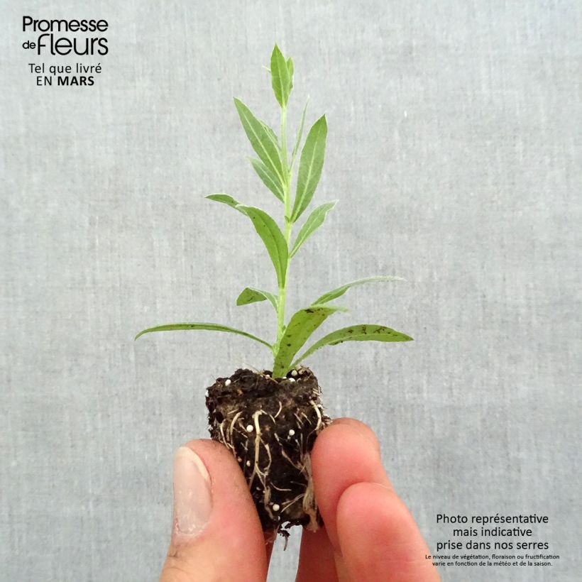 Example of Prachtkerze Snowbird - Gaura lindheimeri Mini-Plug Ø 1,5/2,5 cm as you get in printemps