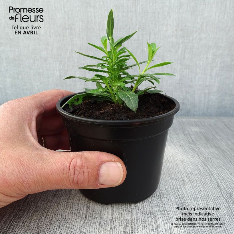 Example of Prachtkerze Snowbird - Gaura lindheimeri Kleine Töpfe von 8/9 cm as you get in printemps