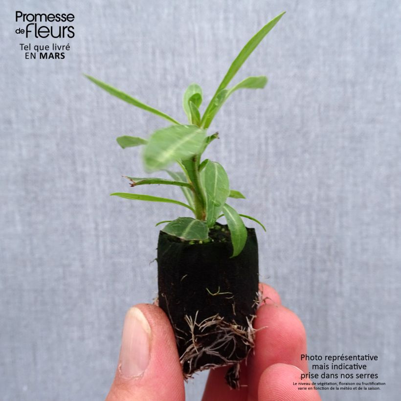 Example of Prachtkerze Steffi White - Gaura lindheimeri Mini-Plug Ø 1,5/2,5 cm as you get in printemps