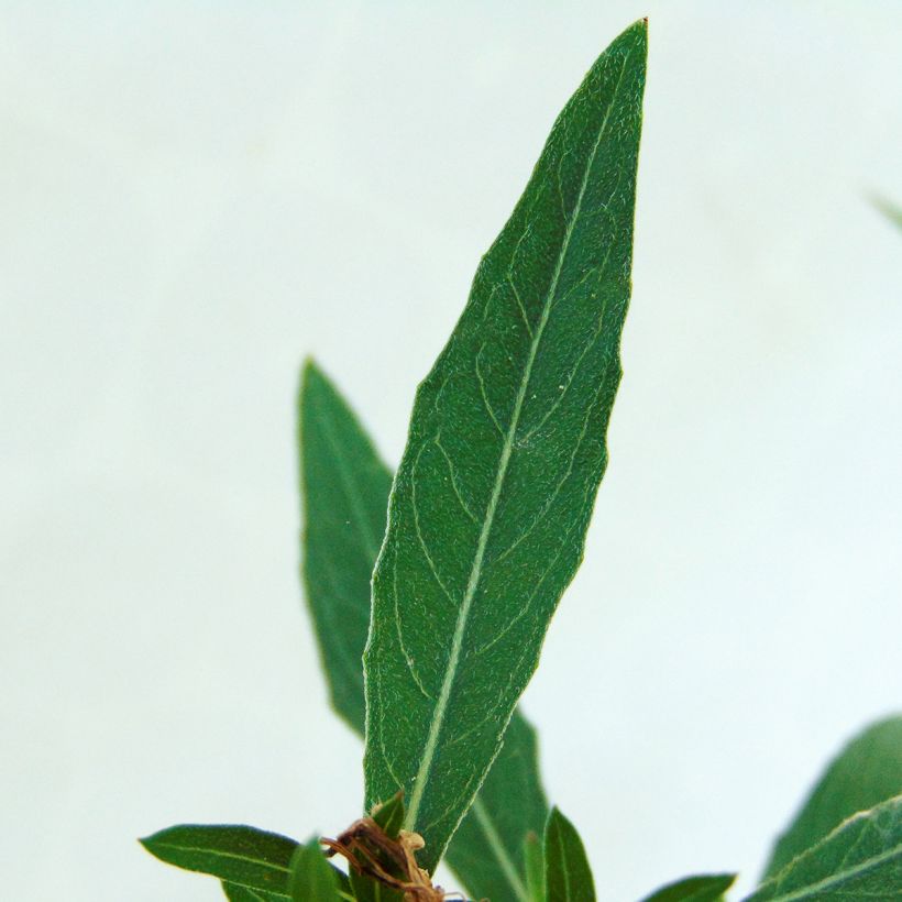 Prachtkerze Whirling Butterflies - Gaura lindheimeri (Foliage)