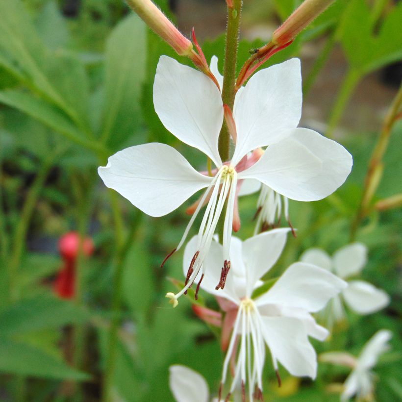 Prachtkerze Whirling Butterflies - Gaura lindheimeri (Flowering)