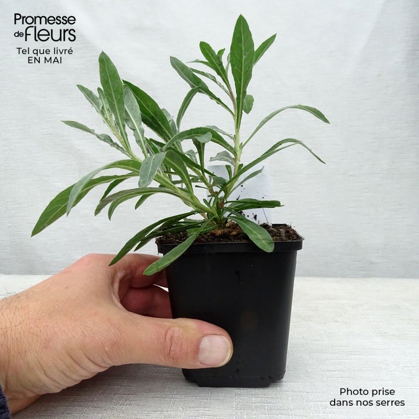 Example of Prachtkerze Whirling Butterflies - Gaura lindheimeri Kleine Töpfe von 8/9 cm as you get in printemps