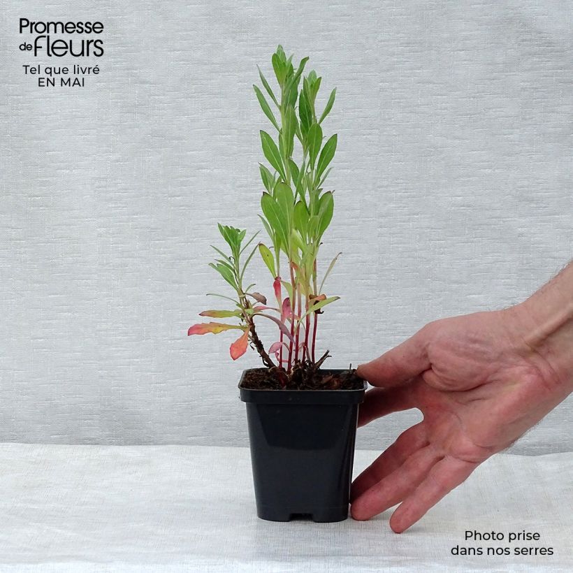 Example of Prachtkerze Snowstorm - Gaura lindheimeri Kleine Töpfe von 8/9 cm as you get in printemps