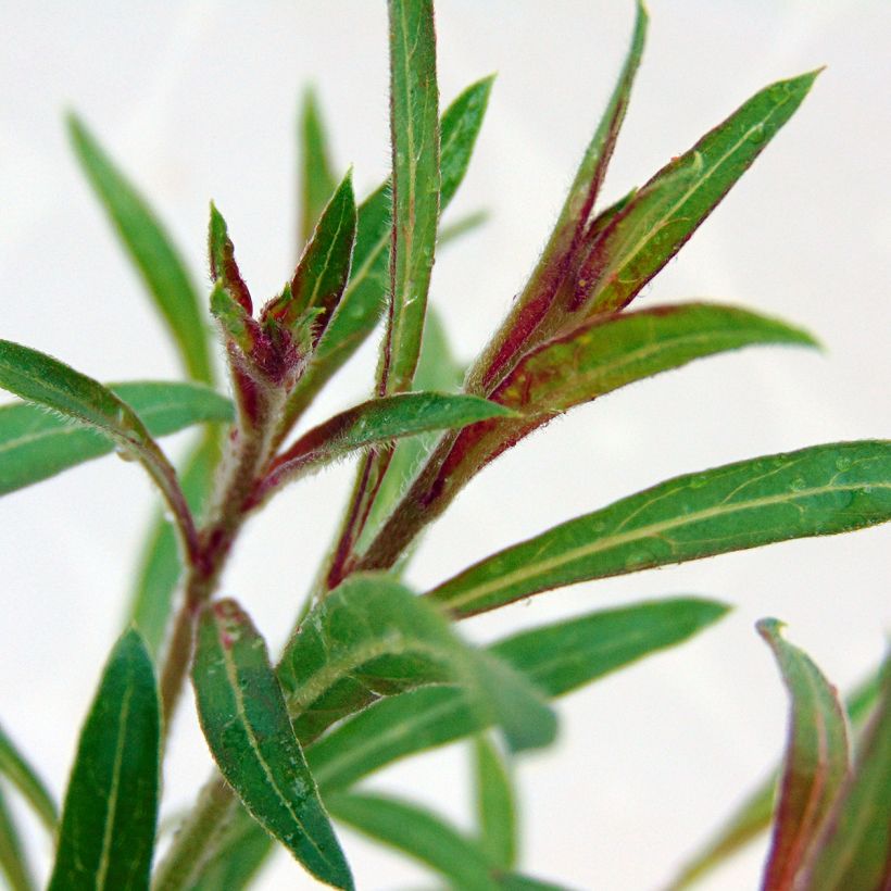 Prachtkerze Siskiyou pink - Gaura lindheimeri (Foliage)