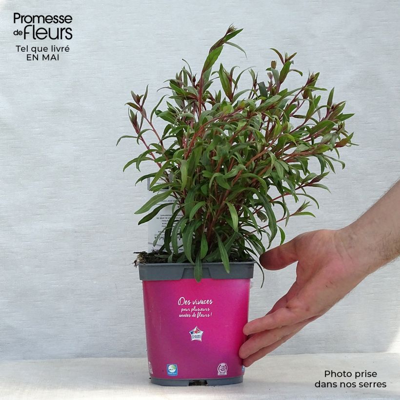 Example of Prachtkerze Siskiyou pink - Gaura lindheimeri Topf mit 2L/3L as you get in printemps