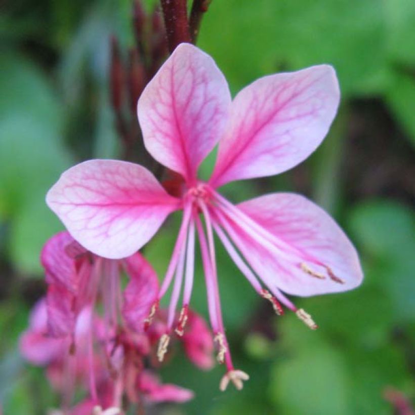 Prachtkerze Siskiyou pink - Gaura lindheimeri (Flowering)