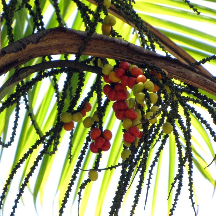 Gaussia maya - Palme (Ernte)