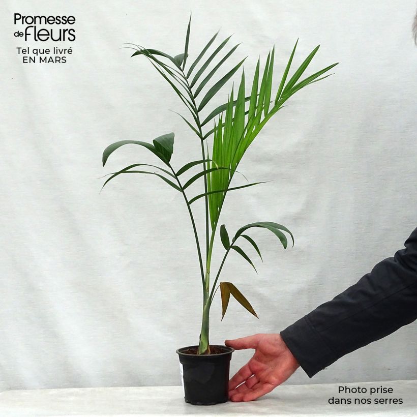 Exemplar von Gaussia maya - Palme Topf 12 cm / 13 cm wie im Frühjahr geliefert