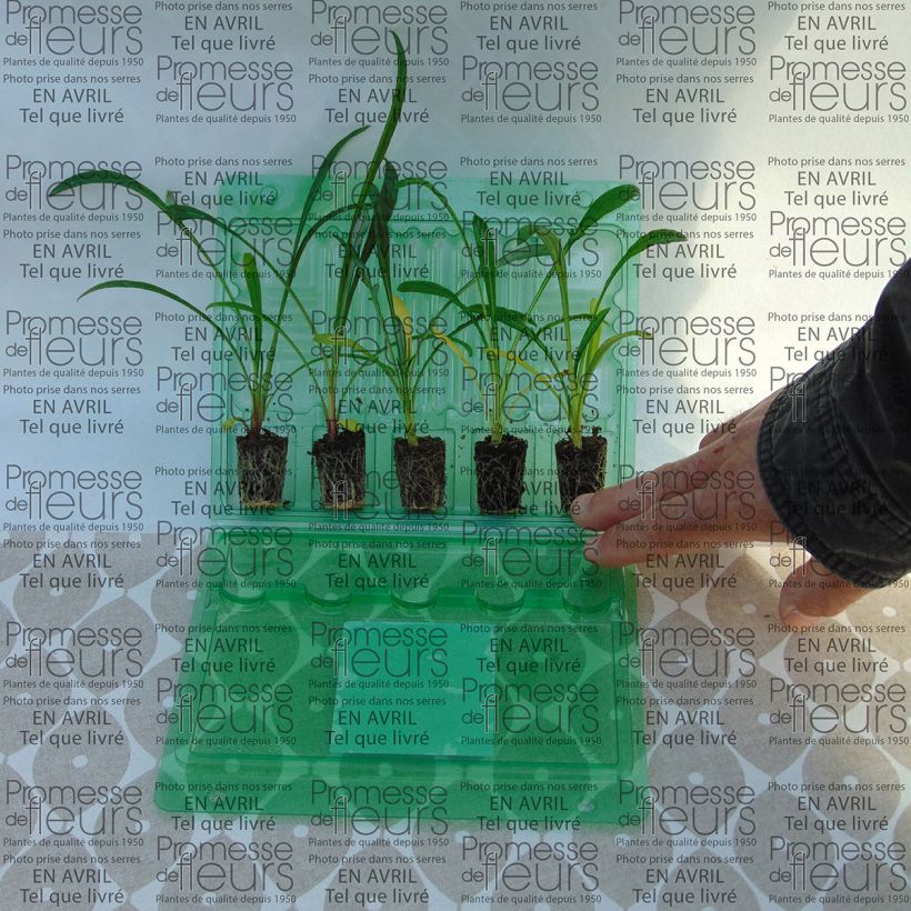 Beispiel eines Exemplars von Gazanie Big Kiss White Flame - Gazania Jardi-Plug: Wurzelballen 3,8 cm x 3,2 cm in Anzuchtplatte à 15 Stück. wie geliefert