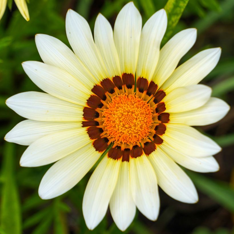Gazanie New Day White - Gazania (Blüte)