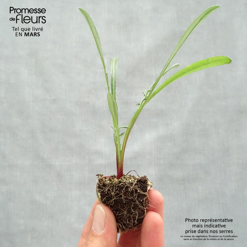 Example of Gazanie Wonderwall mix - Gazania Jardi-Plug: Wurzelballen 3,8 cm x 3,2 cm in Anzuchtplatte à 15 Stück. as you get in printemps