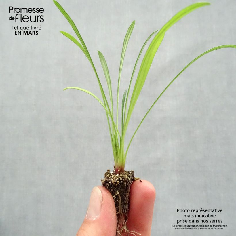 Example of Gazanie Wonderwall mix - Gazania Mini-Plug: Plug 2,2 cm x 2 cm in Anzuchtplatte à 35 Stück as you get in printemps