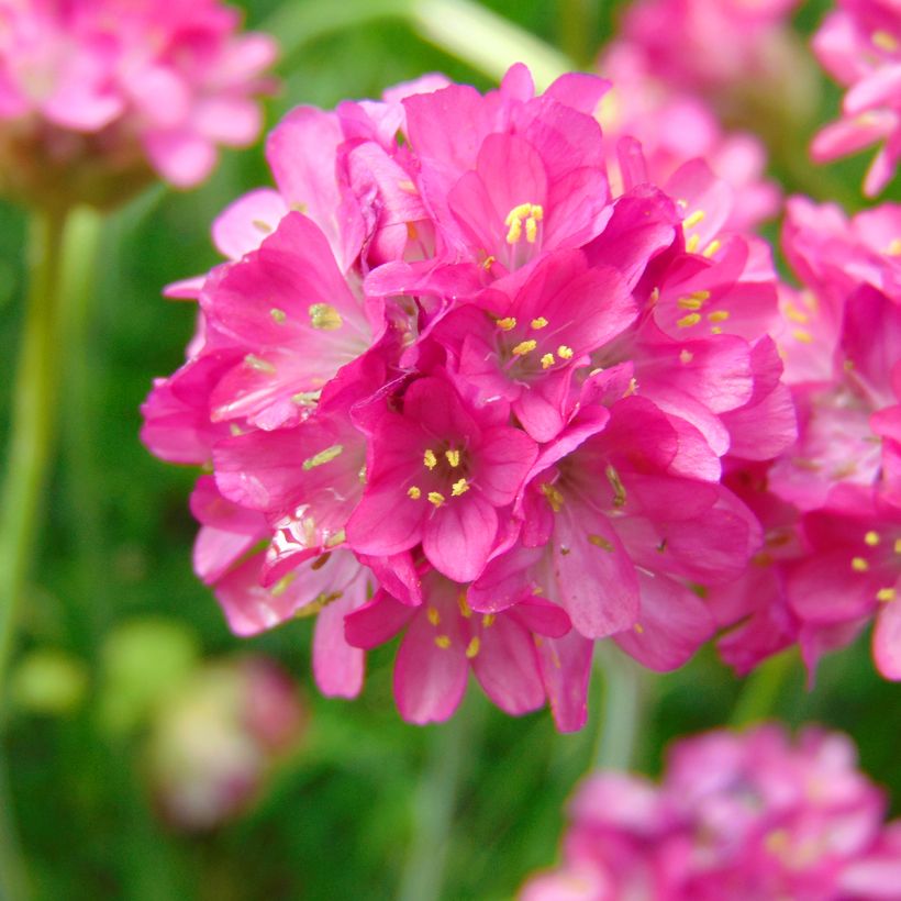 Armeria maritima Düsseldorfer Stolz - Strand-Grasnelke (Flowering)