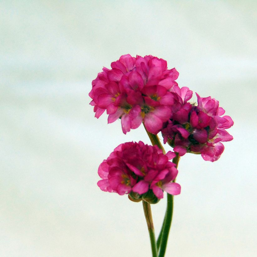 Armeria maritima Vesuvius - Strand-Grasnelke (Flowering)