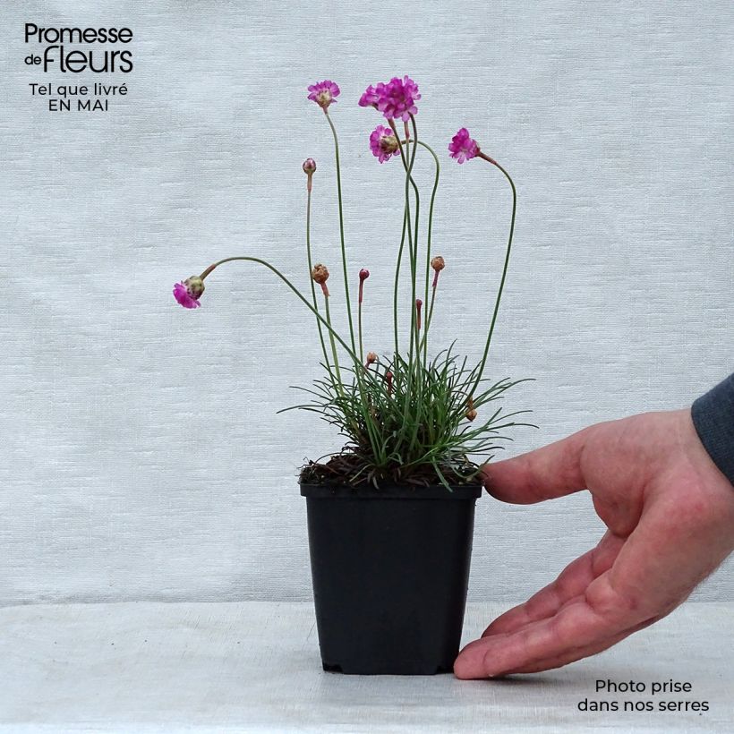 Example of Armeria maritima Vesuvius - Strand-Grasnelke Kleine Töpfe von 8/9 cm as you get in printemps