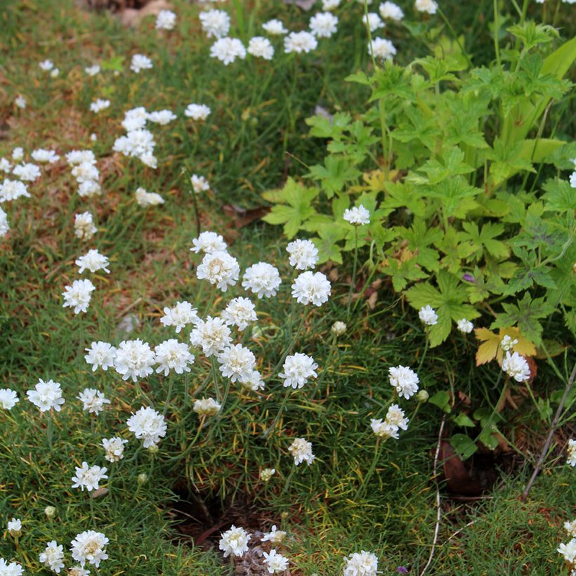 Armeria maritima Alba - Strand-Grasnelke (Wuchs)