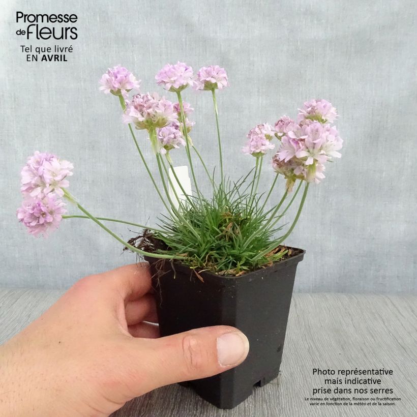 Example of Armeria maritima Rosea - Strand-Grasnelke Kleine Töpfe von 8/9 cm as you get in printemps