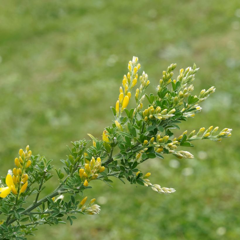 Edelginster Golden Sunlight - Cytisus scoparius (Laub)
