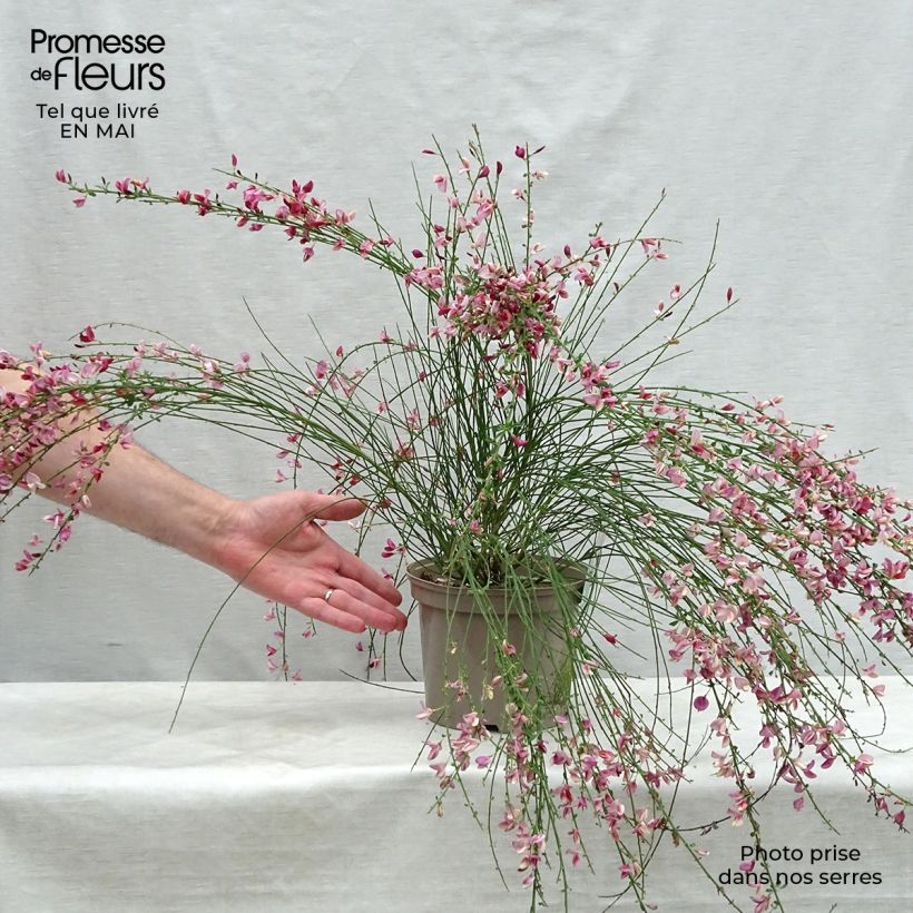 Example of Elfenbeinginster Hollandia - Cytisus praecox Topf mit 2L/3L as you get in printemps