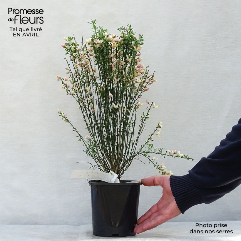 Example of Besenginster Zeelandia - Cytisus procumbens Topf mit 1,5L/2L as you get in printemps