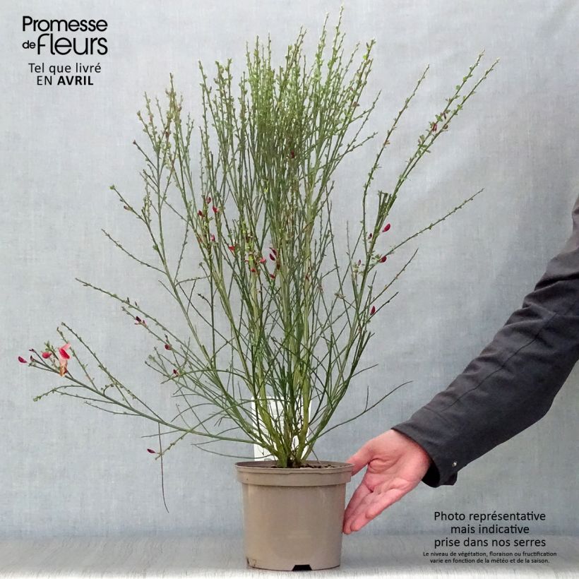 Example of Edelginster Palette - Cytisus scoparius Topf mit 2L/3L as you get in printemps