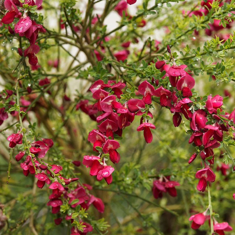 Edelginster Ruby - Cytisus scoparius (Flowering)