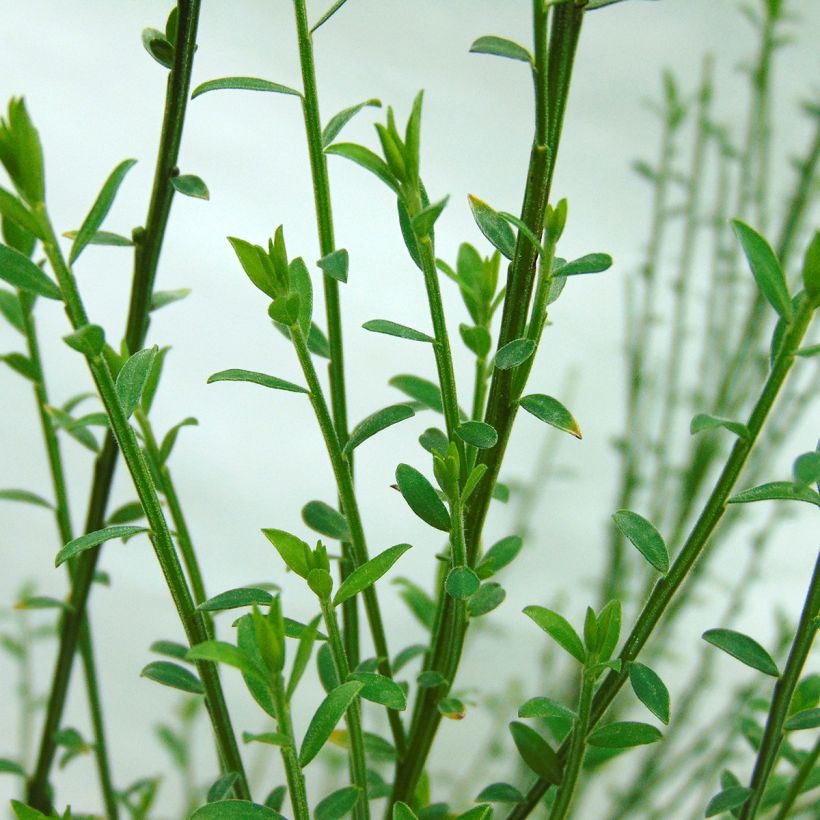 Edelginster Andreanus - Cytisus scoparius (Foliage)