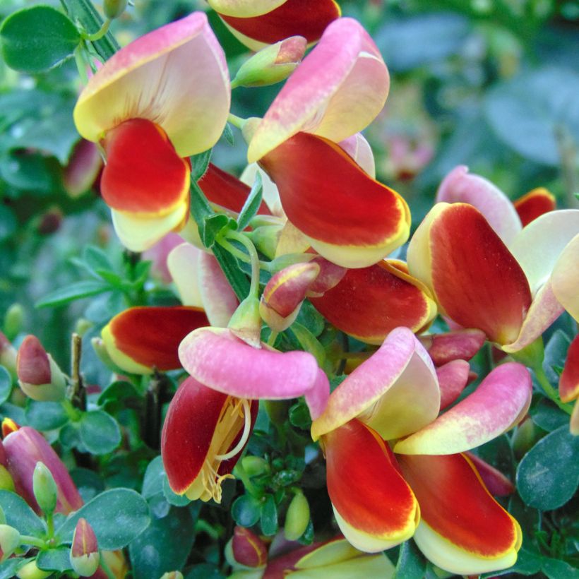 Edelginster Andreanus - Cytisus scoparius (Flowering)