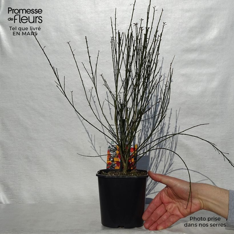 Example of Edelginster Andreanus - Cytisus scoparius Topf mit 2L/3L as you get in printemps
