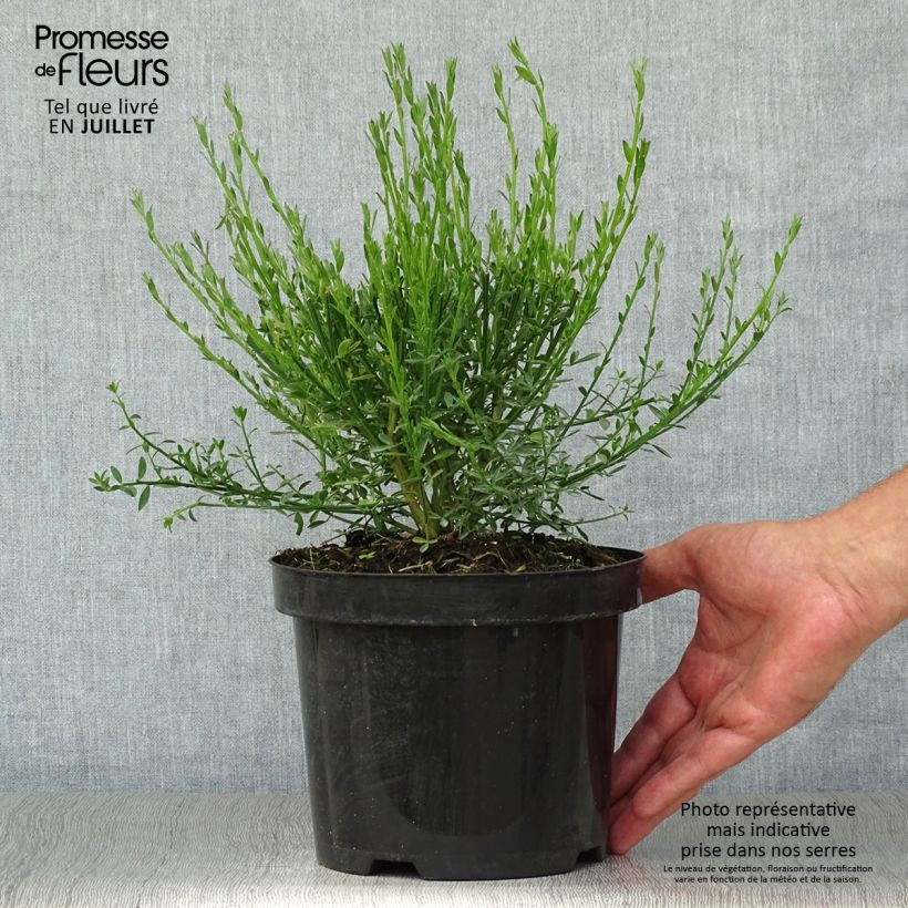 Exemplar von Edelginster Burkwoodii - Cytisus scoparius Topf mit 2L/3L wie im Sommer geliefert