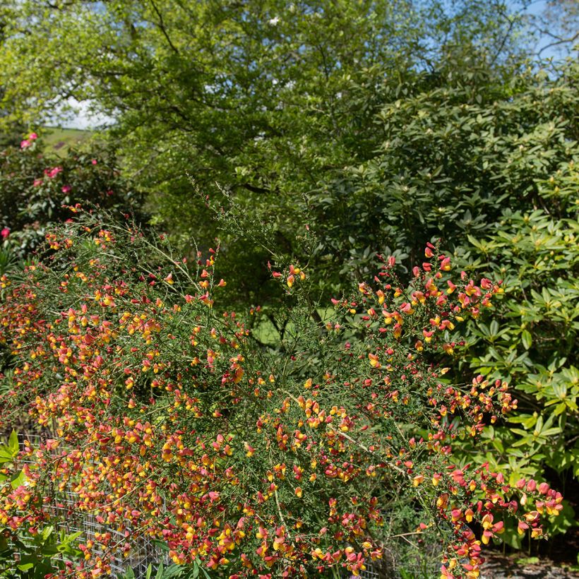 Edelginster La Coquette - Cytisus scoparius (Wuchs)