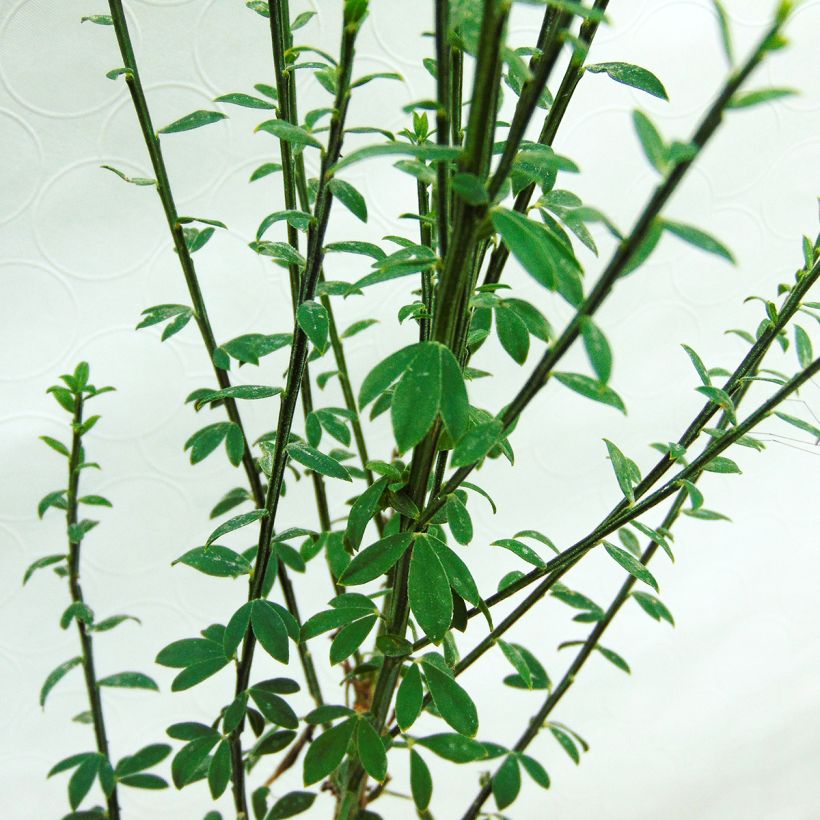 Edelginster Luna - Cytisus scoparius (Foliage)