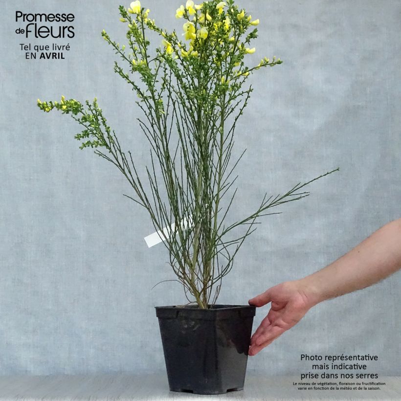 Example of Edelginster Luna - Cytisus scoparius Topf mit 2L/3L as you get in printemps