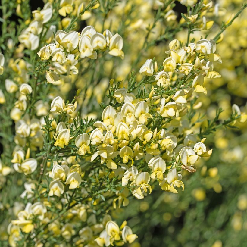 Edelginster Luna - Cytisus scoparius (Flowering)