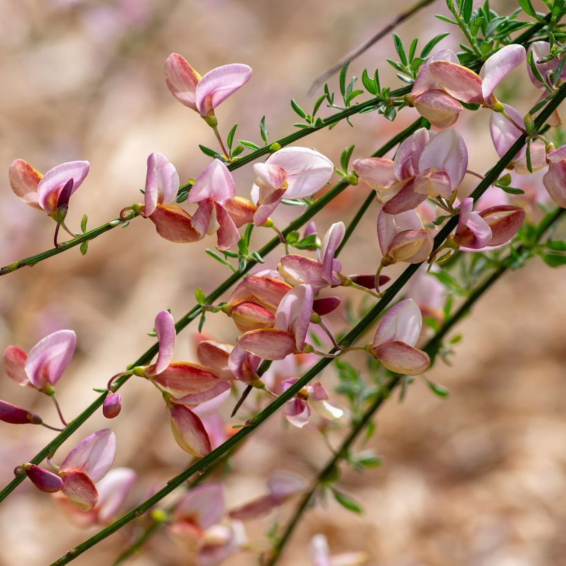 Edelginster Moyclare Pink - Cytisus scoparius (Flowering)