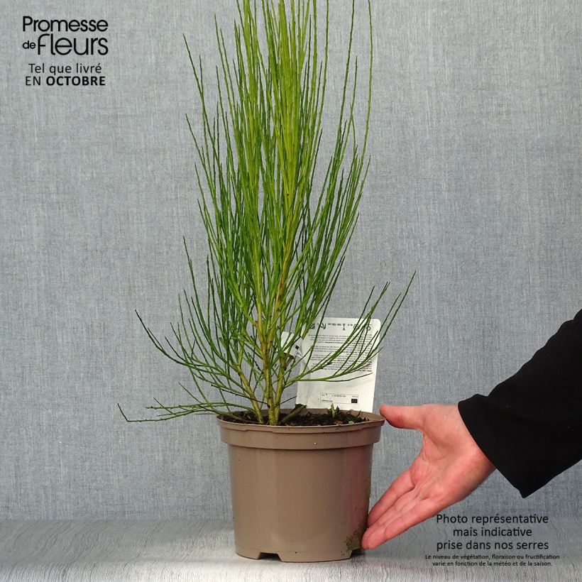 Exemplar von Edelginster Roter Favorit - Cytisus scoparius Topf mit 2L/3L wie im Herbst geliefert