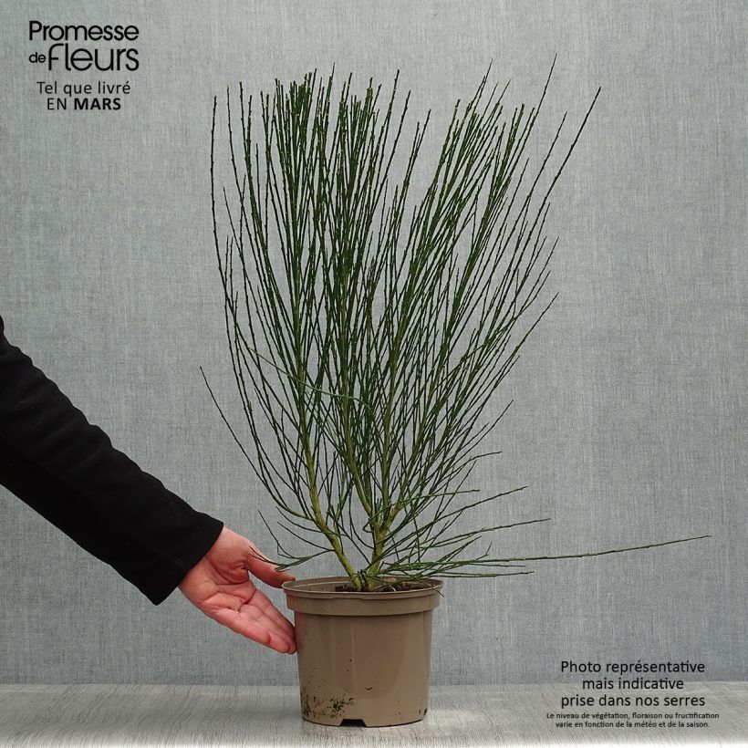 Example of Edelginster Roter Favorit - Cytisus scoparius Topf mit 2L/3L as you get in printemps