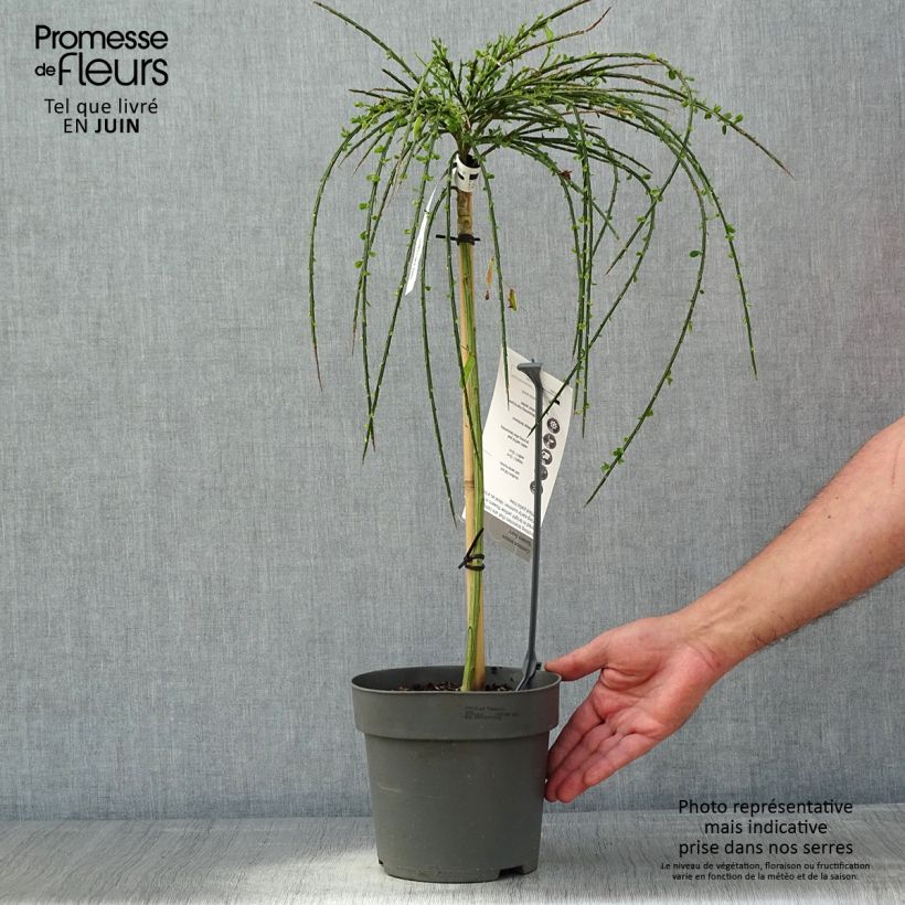 Example of Edelginster Golden Tears - Cytisus scoparius Topf mit 4L/5L, Stamm as you get in printemps