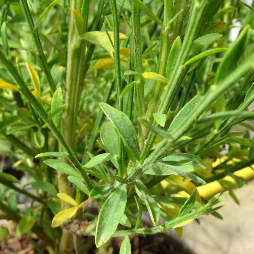 Edelginster Roter Favorit - Cytisus scoparius (Foliage)